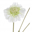 FIORE SCABIOSA DIVERSI COLORI CM 51H